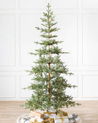 Alpine Balsam Fir?? Tree