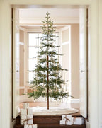 Alpine Balsam Fir?? Tree