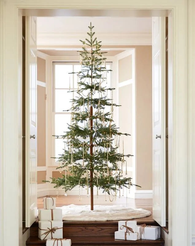 Alpine Balsam Fir?? Tree