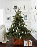 European Fir?? Tree