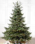 European Fir?? Tree