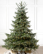 European Fir?? Tree