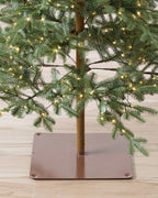 Alpine Balsam Fir?? Tree