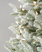Frosted BH Balsam Fir??