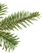 Alpine Balsam Fir?? Tree