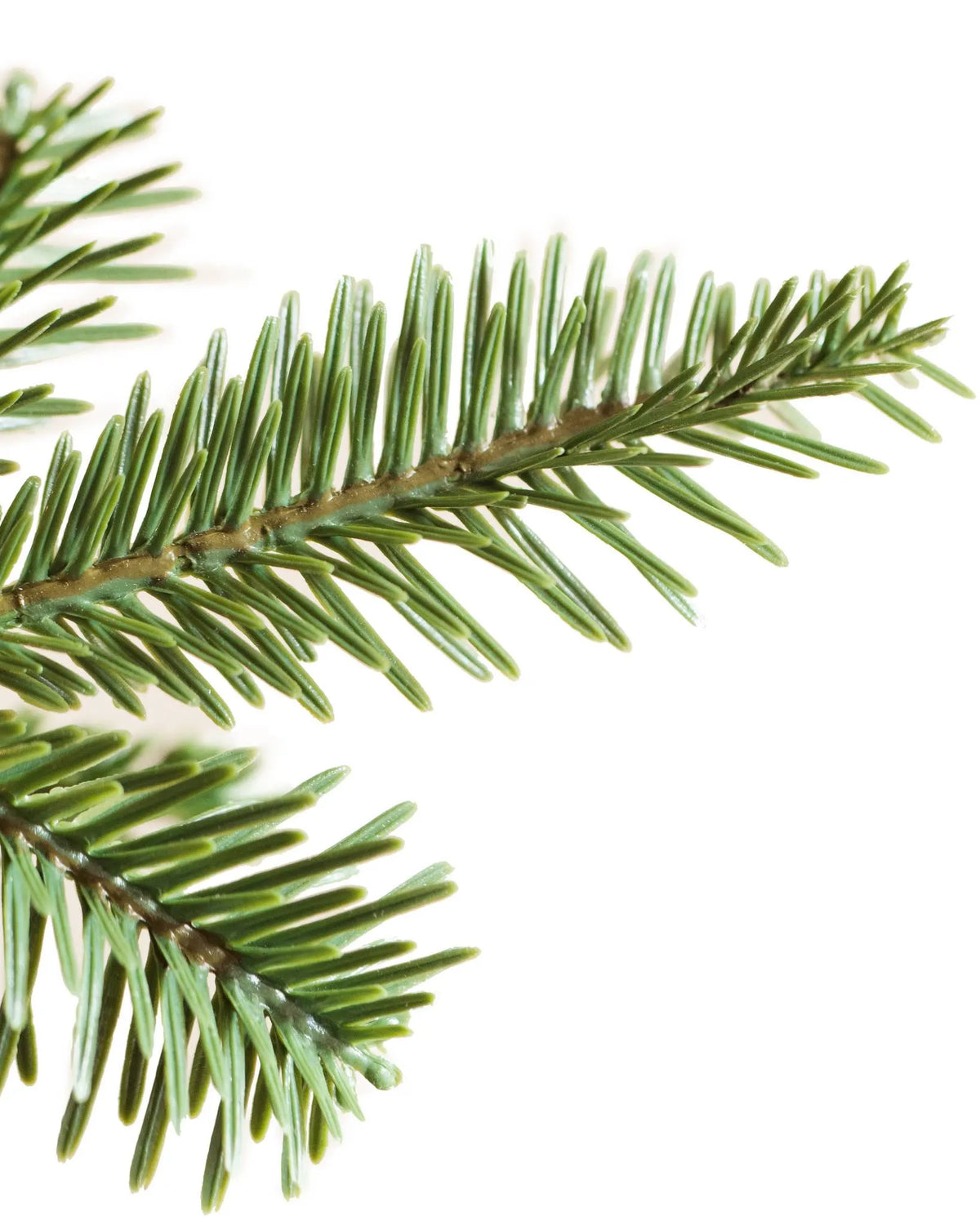 Alpine Balsam Fir?? Tree
