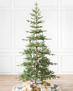 Alpine Balsam Fir?? Tree