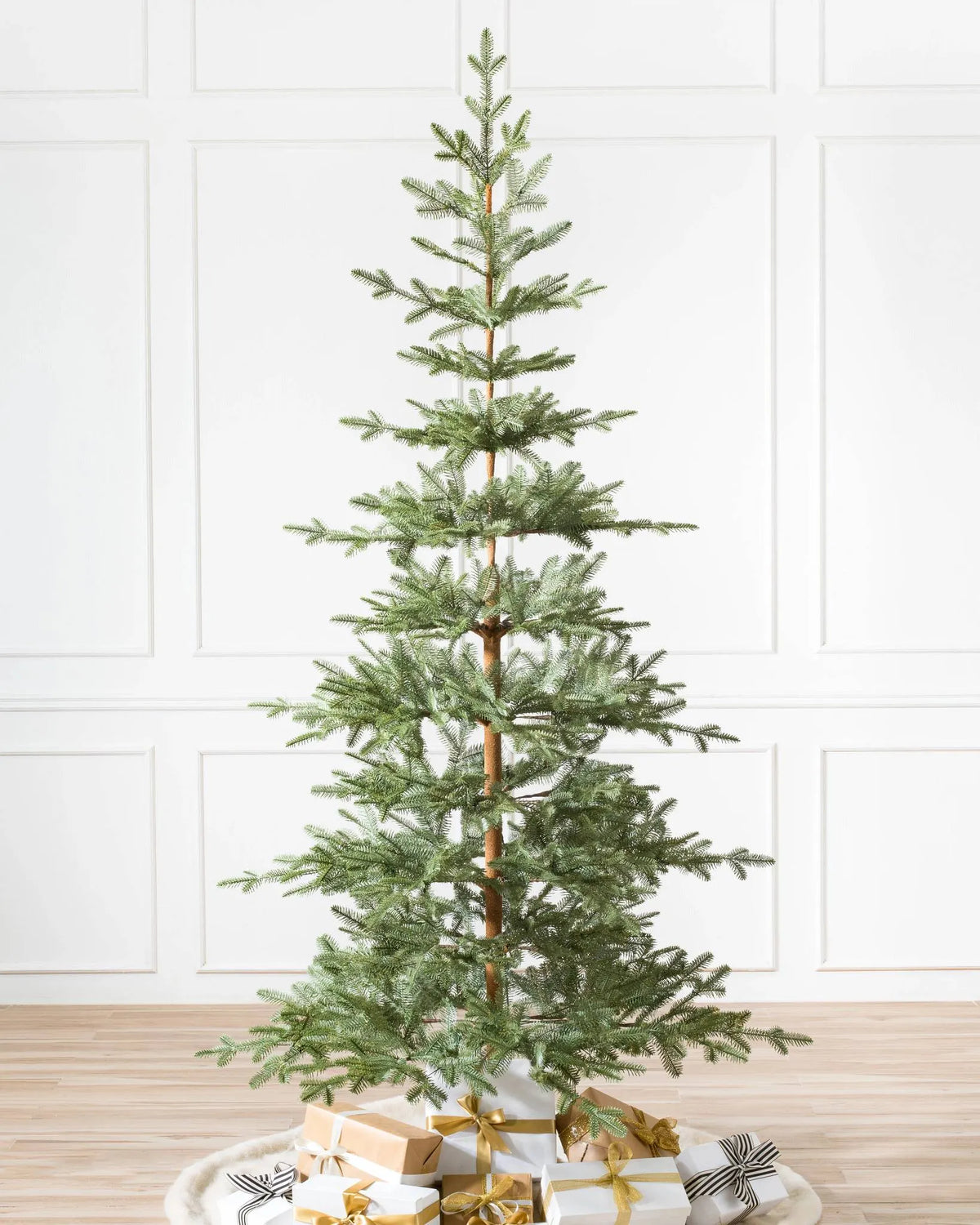 Alpine Balsam Fir?? Tree