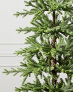 Alpine Balsam Fir?? Tree