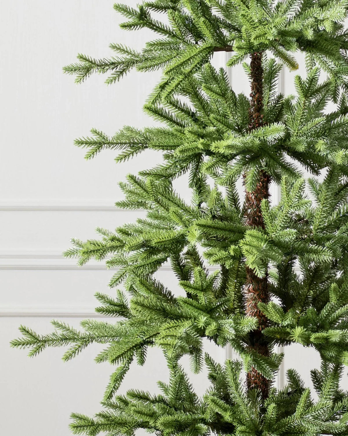 Alpine Balsam Fir?? Tree