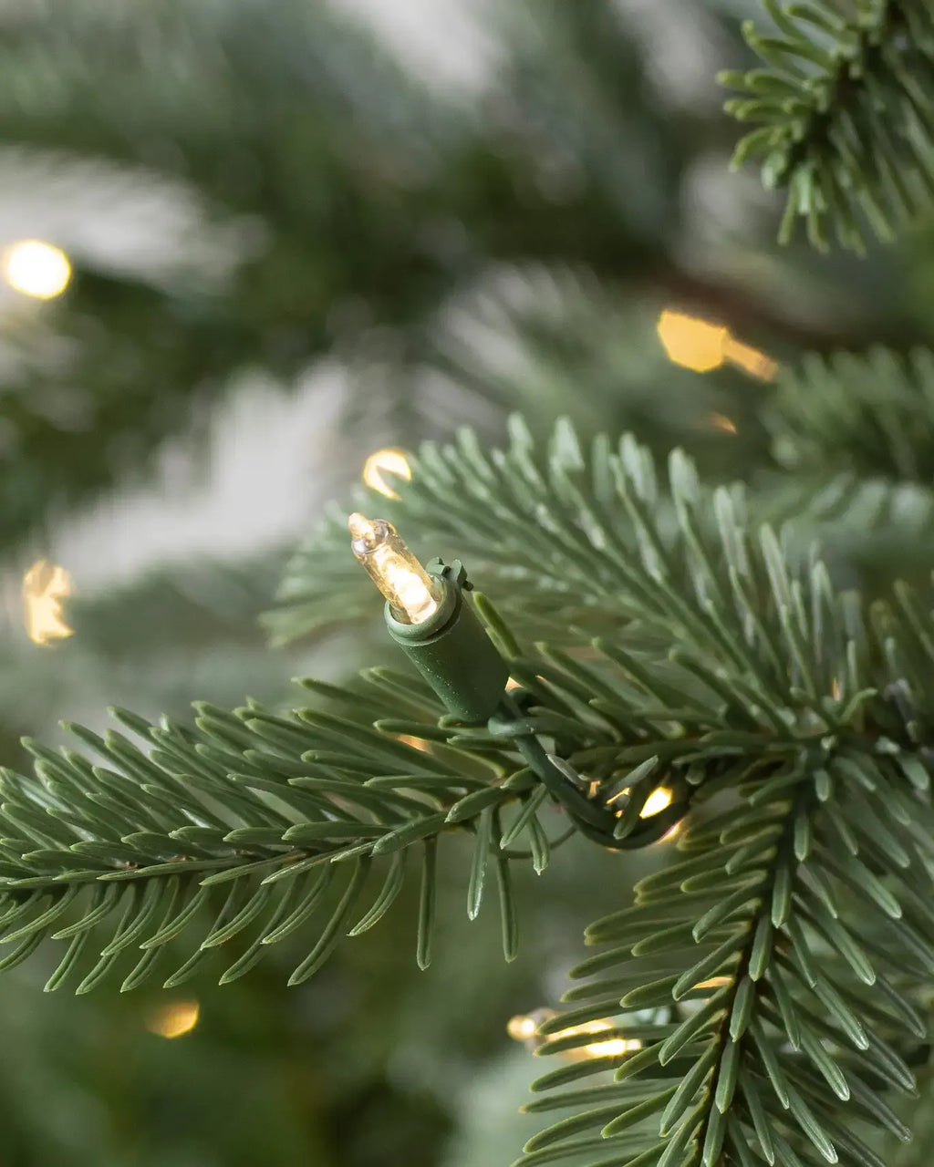 European Fir?? Tree