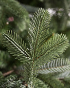 European Fir?? Tree