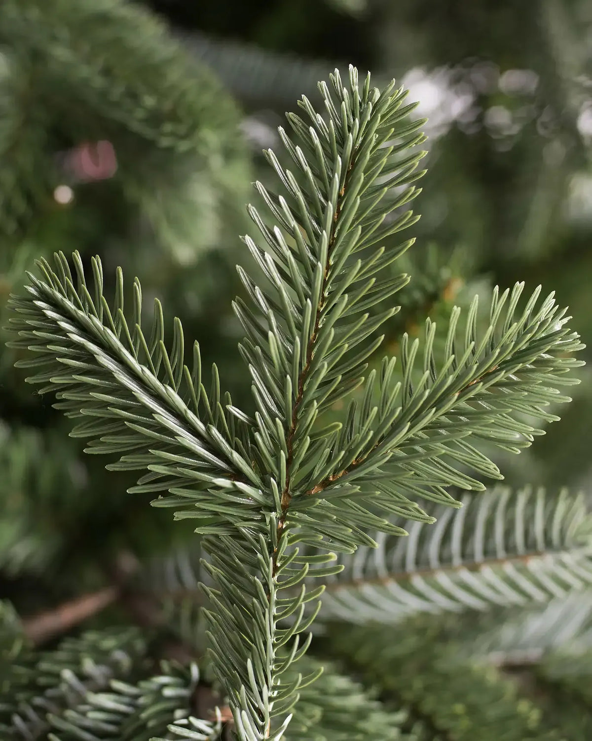 European Fir?? Tree