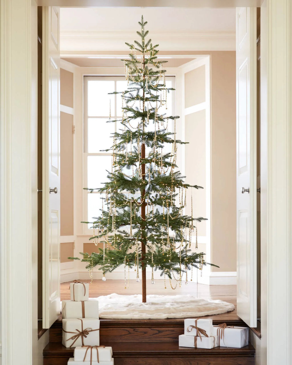 Alpine Balsam Fir?? Tree
