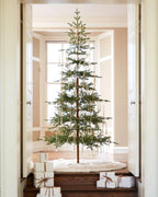 Alpine Balsam Fir?? Tree