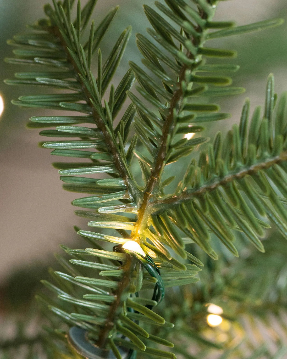 Alpine Balsam Fir?? Tree